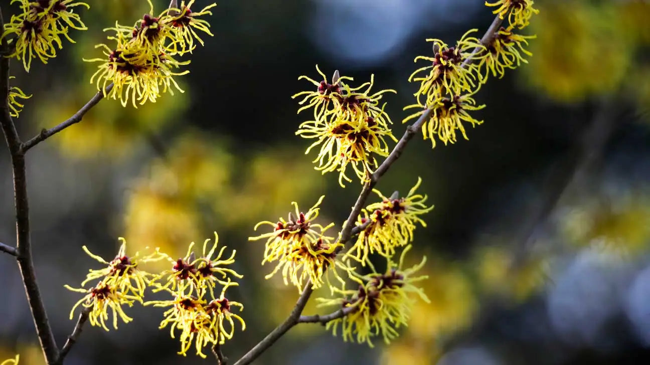 The Benefits of Using Witch Hazel After Shaving